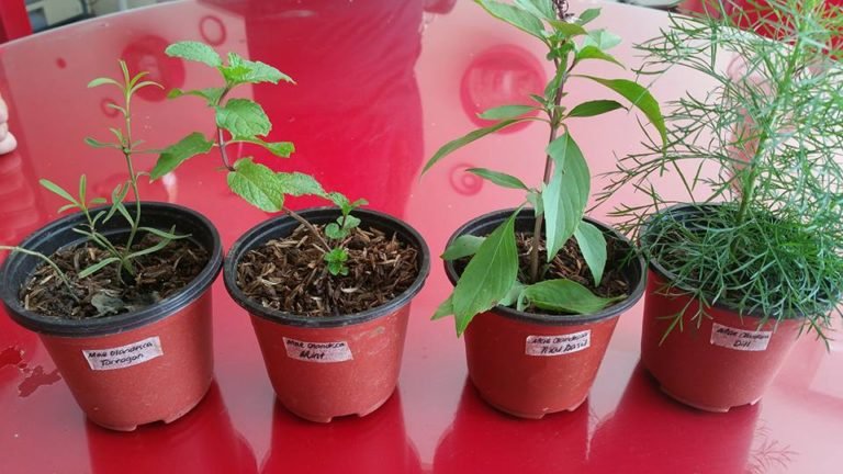 Cooking with Fresh Herbs